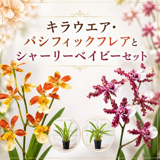 キラウエア・パシフィックフレア とシャーリーベイビーセット