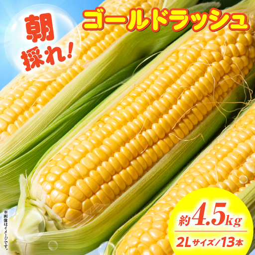 朝採れ！国富町産ゴールドラッシュ4.5kg2Lサイズ13本_kn028-001
