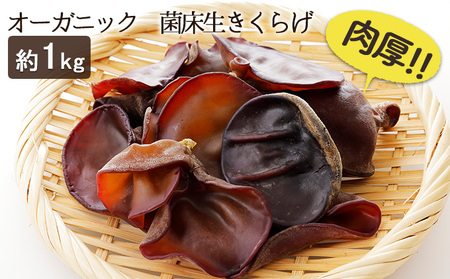 生きくらげきのこ菌床オーガニック有機JAS生きくらげ【約1kg】