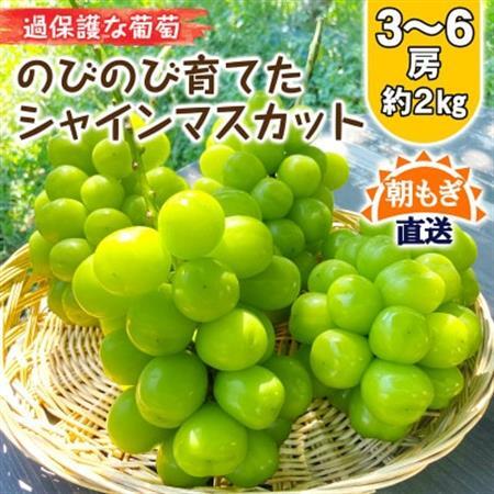 朝もぎ直送!!過保護に育った葡萄『のびのび育てたシャインマスカット』3～6房【配送不可地域：離島】【1370173】