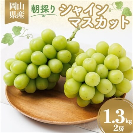 岡山県産 朝採りシャインマスカット 1.3kg_果物・フルーツ ぶどう・マスカット ブドウ 葡萄 _[配送不可地域:離島]