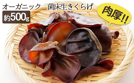 オーガニック 菌床生きくらげ 約500g きのこ 野菜 国産 GAP認証 有機JAS認定 食物繊維 ビタミン ミネラル 