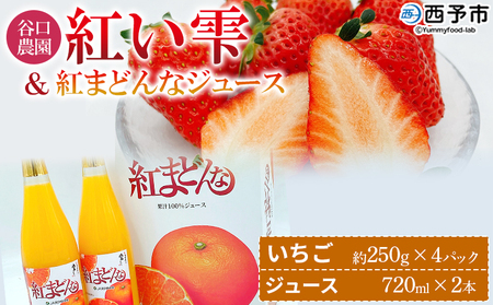 ＜谷口農園のいちご「紅い雫」約1kg(約250g×4パック)＆紅まどんなジュース720ml×2本セット＞イチゴ 果物 フルーツ 紅マドンナ ストレートジュース 果汁100％ フジ・アグリフーズ 愛媛県 西予市【冷蔵】『2025年4月迄に順次発送予定』OFA0004