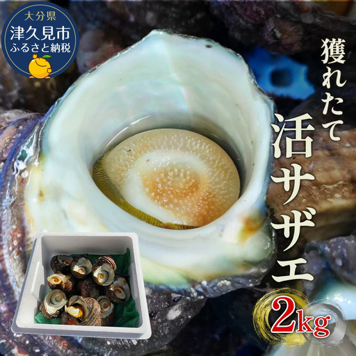 活サザエ 2kg(12個~20個)さざえ | 津久見市