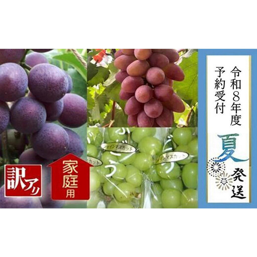＜2026年 先行受付 8月中旬発送＞【貝塚市産】訳あり・ご家庭用ぶどう約1.5kg