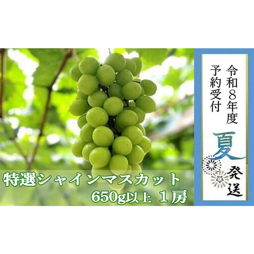 ＜2026年 先行予約8月中旬発送＞【貝塚市産】特選シャインマスカット 650g以上