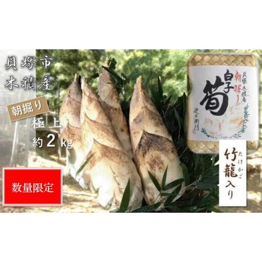 [先行予約/令和9年(2027年)3月下旬頃から発送][高級たけのこ]貝塚市木積産 極上朝掘り白子筍 約2kg(竹籠入り)