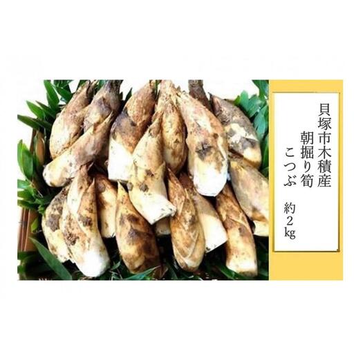 [先行予約/令和9年(2027年)3月下旬頃から発送]貝塚市木積産 朝掘り筍 こつぶ約2kg