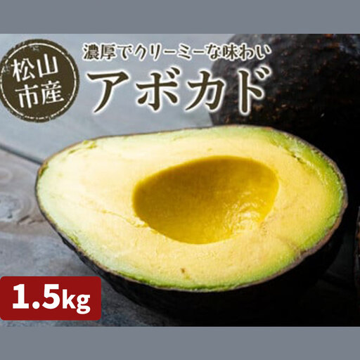 【2026年11月上旬頃から順次発送】  松山市産 アボカド 1.5kg （ サラダ 料理 果物 ヘルシー アボガド ダイエット ミネラル 森のバター  栄養 国産 愛媛 松山 ）【FA0522】