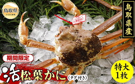  鳥取県産　活松葉がに（タグ付き）特大1枚【期間限定】_T2600146