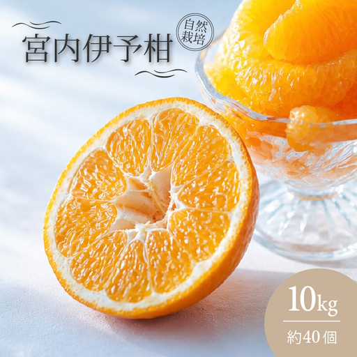宮内 伊予柑 いよかん 10kg (約40個)  自然栽培 【2027年1月上旬頃から順次発送】 | 伊予柑 ミカン 柑橘 みかん 期間限定 フルーツ 果物 果実 愛媛県産 愛媛 松山 農薬不使用【IZ0031】