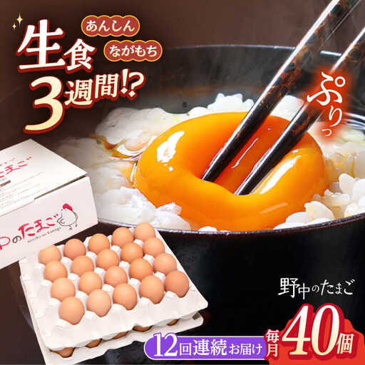 【12回定期便】たまご 野中のたまご 40個 [OAC006]