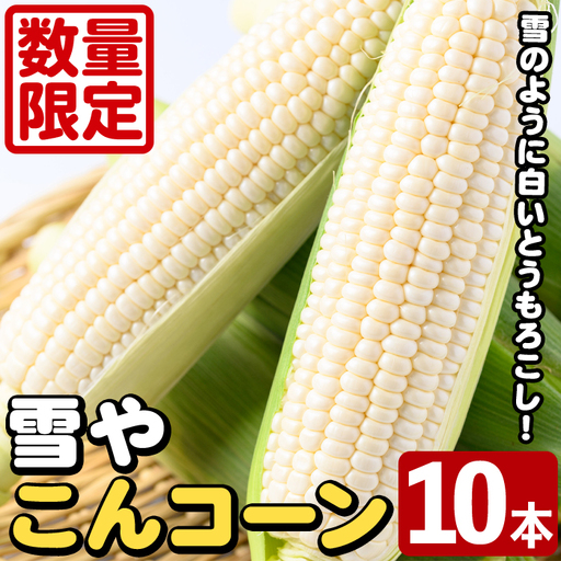 白いとうもろこし「雪やこんコーン」(10本) 国産 トウモロコシ 玉蜀黍 ホワイト コーン 野菜 糖度 夏 イネ科 数量限定 期間限定 [うとさんち]akn067-09