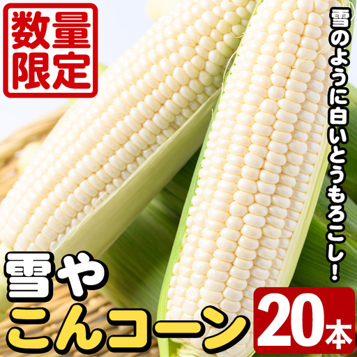 ＜先行予約受付中！2026年11月下旬以降順次発送予定＞白いとうもろこし「雪やこんコーン」(20本) 国産 トウモロコシ 玉蜀黍 ホワイト コーン 野菜 糖度 イネ科 数量限定 期間限定 【うとさんち】akn067-27