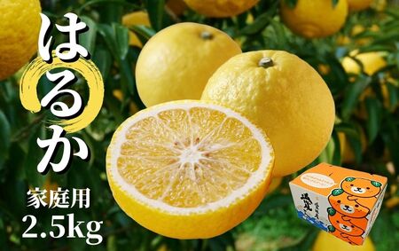 [はるか]家庭用 約2.5kg [2027年2月頃から順次発送] 愛媛 みかん 先行予約 蜜柑 柑橘 果物 くだもの フルーツ お取り寄せ グルメ 期間限定 数量限定 人気 おすすめ 愛媛県 松山市[PT0271_x]