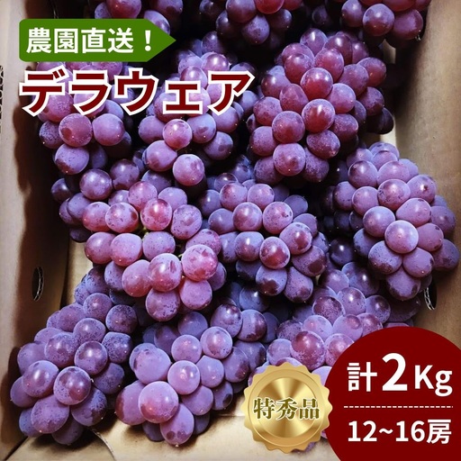 【農園直送！】種無ぶどう（デラウェア）２ｋｇ　特秀品　0044-2601
