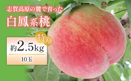 [2026年発送]志賀高原の麓で育った 桃(白鳳系)特秀10玉 約2.5kg 桃 もも 白鳳 フルーツ 果物 デザート 長野