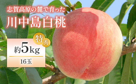 [2026年発送]志賀高原の麓で育った 川中島白桃特秀16玉 約5kg 桃 白桃 フルーツ 果物 デザート 長野