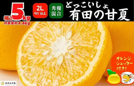 甘夏 大玉 箱込 5kg (内容量約4.4kg) 秀品 優品 混合 どっこいしょ 2Lサイズ以上 産地直送【みかんの会】