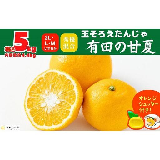 甘夏 玉ぞろい 箱込 5kg ( 内容量約 4.4kg ) 秀品 優品 混合 2L  L M サイズのいずれか 和歌山県 産地直送 ［みかんの会］