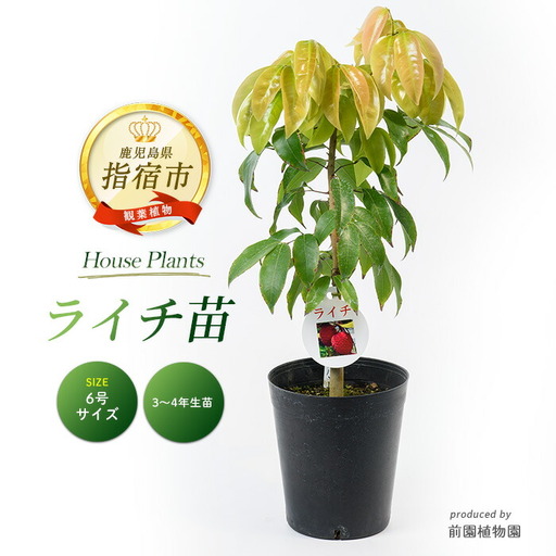 [観葉植物]ライチ苗 6号ポット 3〜4年生苗木 前園植物園 IB002-011 観葉植物 観葉植物 ※北海道・沖縄・離島配送不可