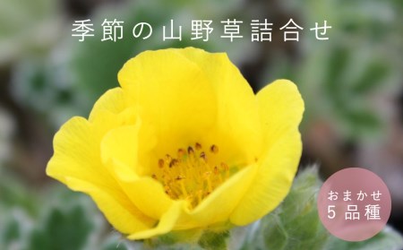 山野草5品種セット[AL-001]