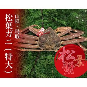 特選とっとり松葉ガニ (特大)【山根商店】