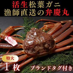 松葉ガニ活生「特大1枚」ブランドタグ付き※着日指定不可※[弁慶丸]