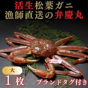 松葉ガニ活生「大1枚」ブランドタグ付き※着日指定不可※[弁慶丸]