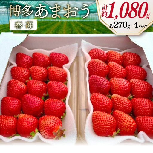 期間限定発送 博多あまおう 約270g×4