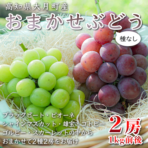 [2026年8･9月発送予定]ぶどう 種なし おまかせ 2房 (1kg) ブドウ シャインマスカット