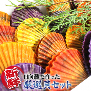 貝類Aセット N014-YZA489