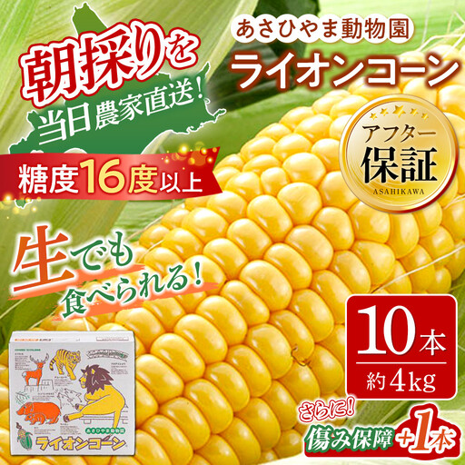 [先行予約]あさひやま動物園ライオンコーン4kg(ゴールドラッシュ10本)2026年8月下旬から発送開始 | とうもろこし とうもろこし 北海道 _00307