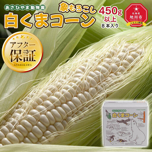 [先行予約]象もろこし(白くまコーン)大きいサイズのトウモロコシ 450g以上8本入り (2026年8月下旬から発送開始) | トウモロコシ _01413