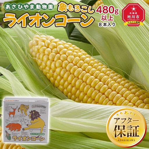[先行予約]象もろこし(ライオンコーン)大きいサイズのトウモロコシ 480g以上8本入り(2025年8月下旬〜発送開始) | トウモロコシ _01412
