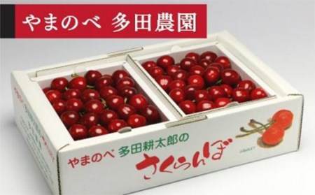 [2027年先行予約][山形美人]バラ詰 L〜2L 500g×2[やまのべ多田耕太郎のさくらんぼ 多田農園]期間限定 数量限定