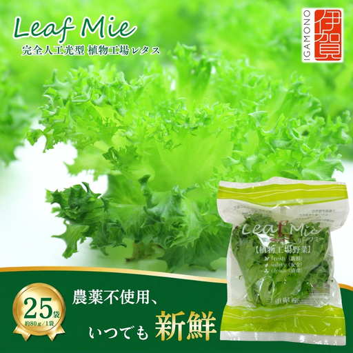 [農薬不使用]レタス Leaf Mie(完全人工光型植物工場レタス)約80g×25個[fskk0001]
