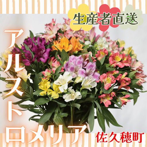 華やかな　アルストロメリア【生花】花農家直送品D　４月～８月発送　（多少茎の曲がりあり・花丈70cm・35本前後）［KS-104］