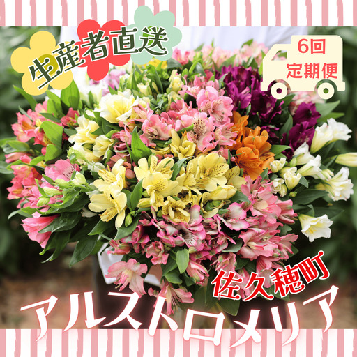 定期便6回便 切り花 アルストロメリア[上級品・生花 花丈80cm・35本前後]4〜9月(KS-T503)
