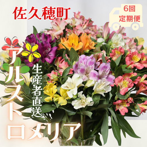 定期便6回便 切り花 アルストロメリア[生花・多少の茎曲がり有 花丈70cm・35本前後]4〜9月(KS-T505)