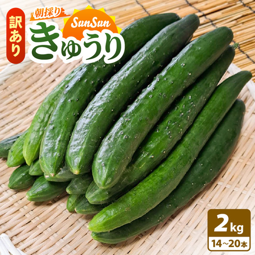 【先行予約】【訳あり】期間限定 太陽の光サンサンと浴びた「SunSun きゅうり」 2kg以上【2026年7月上旬以降順次発送】【胡瓜 野菜 漬物】 [e35-a056]