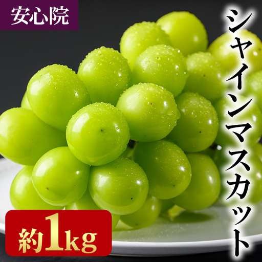 シャインマスカット 約1kg シャインマスカット[106300101][大分県農業協同組合 北部エリア]