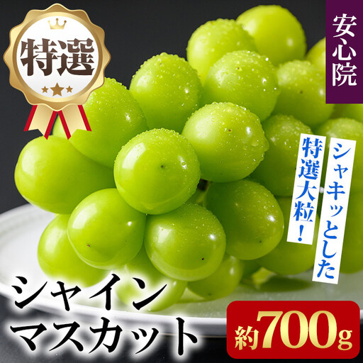 特選シャインマスカット(約700g)シャインマスカット ぶどう 葡萄 フルーツ 果物 くだもの 果実 特選＜先行予約受付中！2026年8月下旬より順次発送予定＞＜北海道、沖縄、離島配送不可＞【106300201】【大分県農業協同組合　北部エリア】