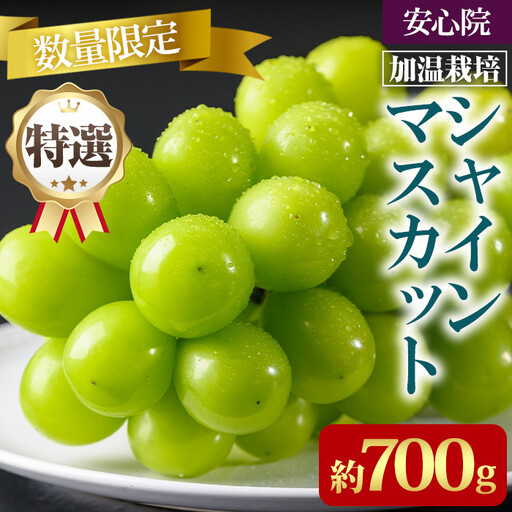 シャインマスカット 加温栽培(約700g)シャインマスカット ぶどう 葡萄 フルーツ 果物 くだもの 果実＜先行予約受付中！2026年8月上旬から順次発送予定＞＜北海道、沖縄、離島配送不可＞【106300401】【大分県農業協同組合　北部エリア】