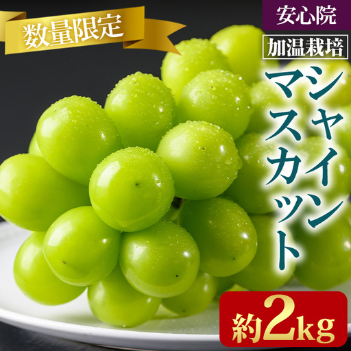 シャインマスカット 加温栽培(約2kg)シャインマスカット ぶどう 葡萄 フルーツ 果物 くだもの 果実＜先行予約受付中！2026年8月上旬から順次発送予定＞＜北海道、沖縄、離島配送不可＞【106300600】【大分県農業協同組合　北部エリア】