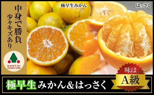 定期便 手さげ箱 セット 極早生 有田みかん ＆ はっさく 全2回 南泰園 みかん