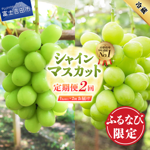 【ふるなび限定】 厳選シャインマスカット1kg以上×2回配送【2026年発送】シャインマスカット定期便 FN-Limited-PR