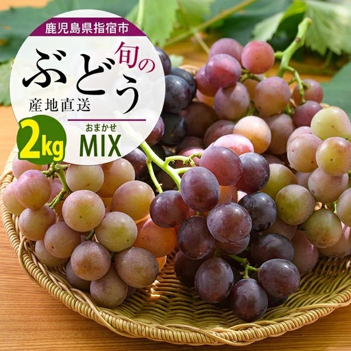 2026年7月上旬～順次発送 迫田果樹園のぶどう 指宿産ぶどうのおまかせミックスセット約2.0kg 迫田果樹園 IB064-003 ぶどう ぶどう