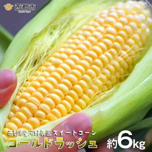 [先行予約]2027年発送 河野農園 朝どれスイートコーン『ゴールドラッシュ』約6kg[23-1a]とうもろこし トウモロコシ