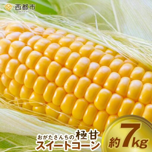 [先行予約]2027年発送鮮度が命!生産者直送 緒方さんちの朝どれスイートコーン『イエロー』7kg[23-2b]野菜 やさい とうもろこし